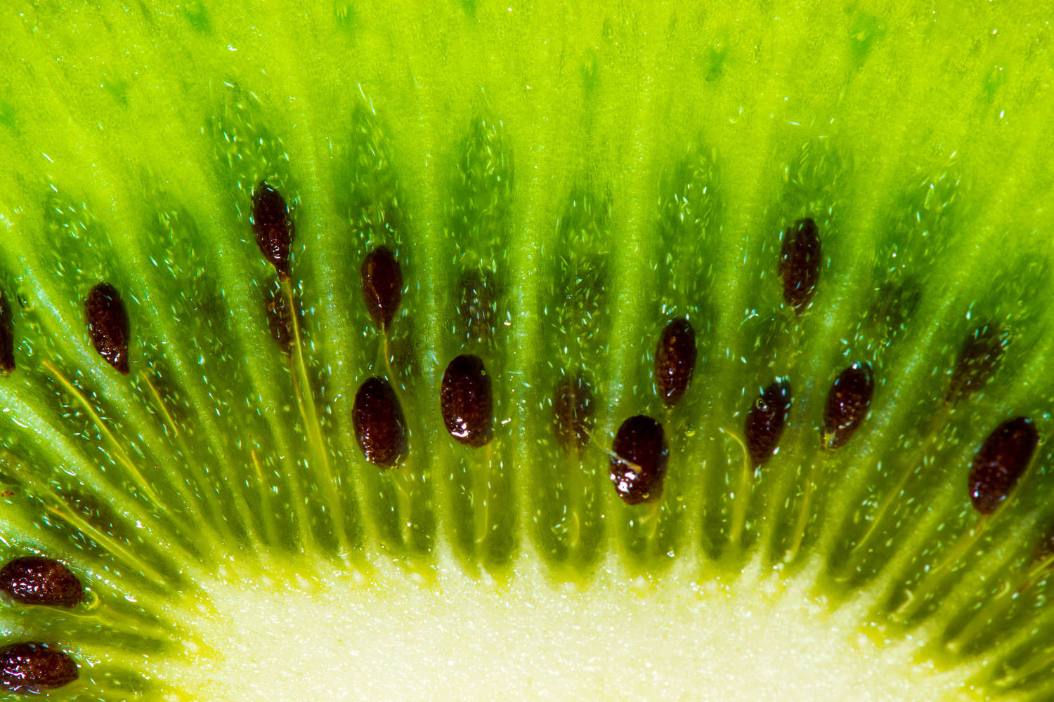 Kiwi halve plak gesneden 1kg 2